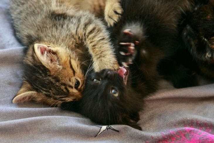 Как понять, сколько котят принесет кошка: 3 способа – главное, не прощупывайте Котята