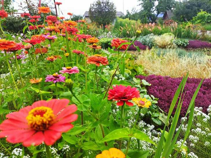 Один раз занесете на участок – потом потратите годы на борьбу с ними: 3 растения, которые превратят сад в филиал ада растения