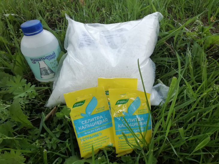 Чем подкормить смородину после плодоношения: лучшие варианты удобрения