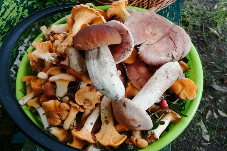 Как вкусно приготовить грибы: повара раскрыли секреты грибы