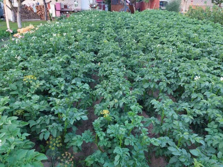 Что посеять на грядках после уборки картофеля: не спешите с внесением навоза Картошка