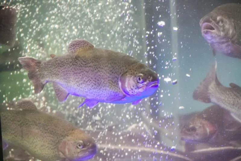 Какая рыба полезнее – морская или речная: ошибаются многие Рыба