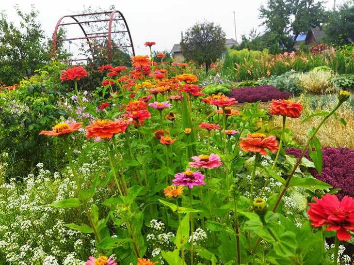 Какие цветы нельзя обрезать осенью: запомните на всю жизнь цветы