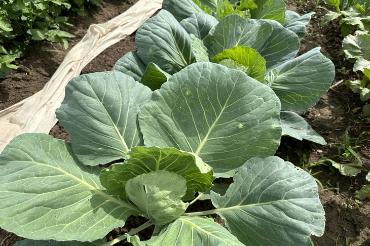 Как избавиться от слизней: хитрости советских дачников капуста