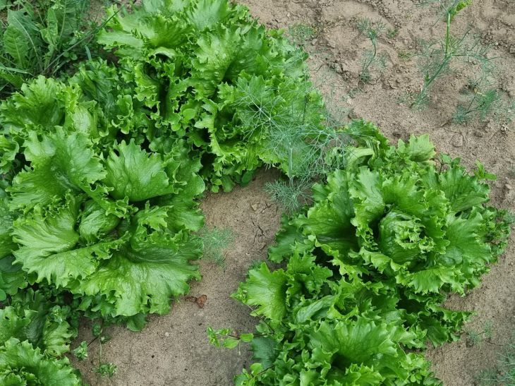 How to Grow Lettuce: Helpful Tips for Gardeners food