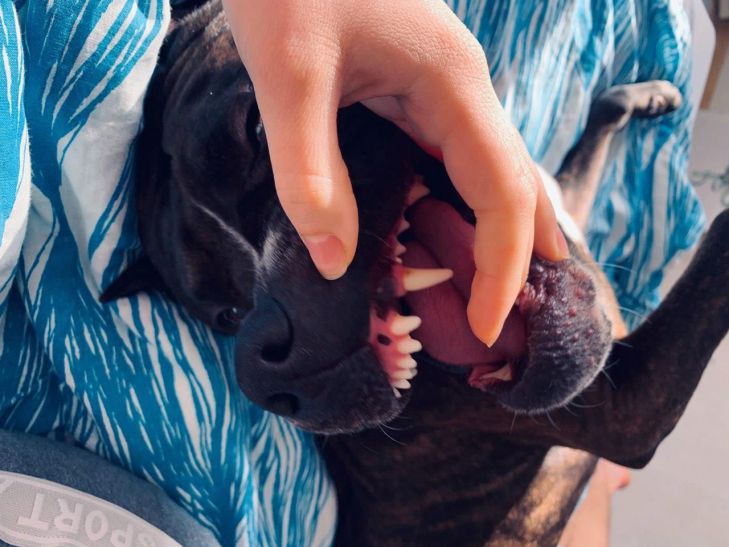 Собака укусила хозяина: как он должен поступить в этой ситуации - есть одно важное правило собака