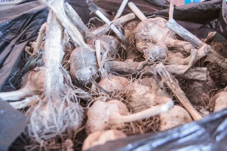 Как подготовить грядку под озимый чеснок: основные моменты Чеснок