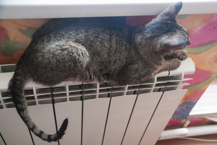 Белорусам рассказали, как обстоят дела с подготовкой к осенне-зимнему сезону кот