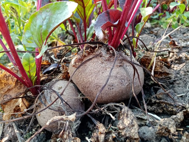 Как убирать морковь и свеклу: огородникам указали на недопустимые ошибки Свекла