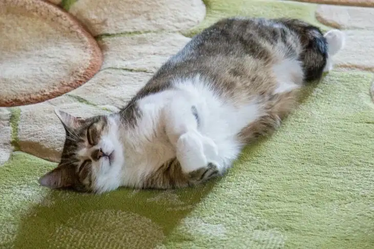 Перед стерилизацией кошка должна родить один раз: миф или правда Кошка