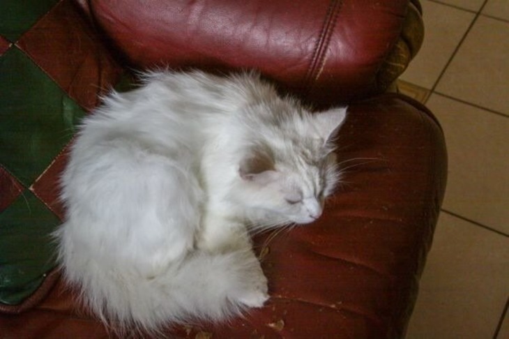 Как быстро избавить кота или собаку от блох: рабочий способ с водой и мылом Кот