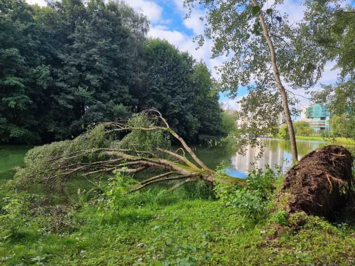 Порывы ветра достигали 29 м/с. Какими неблагоприятными явлениями запомнится лето 2024 года дерево