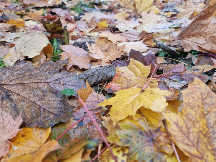 Почему осенью дачнику не стоит убирать на участке абсолютно все опавшие листья: некоторые листовые пластинки пригодятся листья