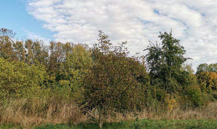 Народные приметы на 29 сентября 2024 года: сегодня можно определить характер зимы деревья