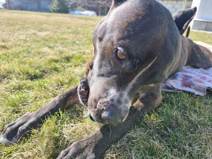 Хотите, чтобы собака больше не переедала? Замените миску этим приспособлением - простое решение проблемы собака