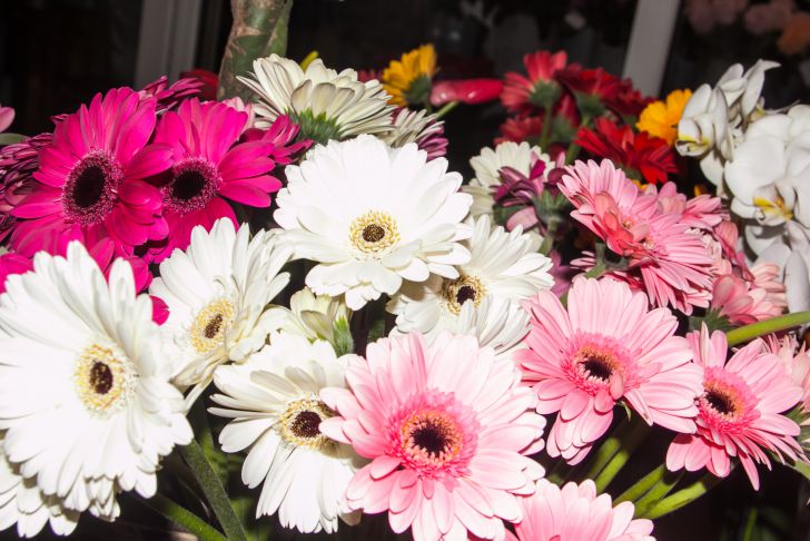 Как опытные цветоводы используют масло нима: об этом знают немногие цветы