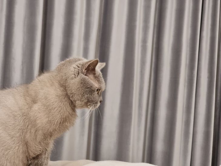 Что значит, если кошка кусает за ноги: вещи, о которых нужно знать каждому кошка