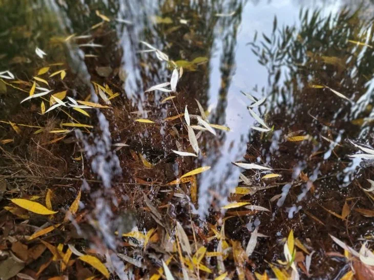 Какой сегодня праздник: 10 октября 2024 года Листья