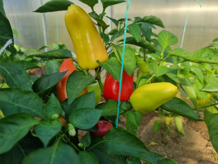 Аммиак и растения: как улучшить урожай с помощью простого раствора перец