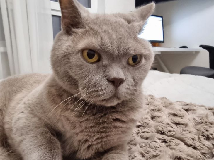 Почему кошка стала прятаться: эксперты перечислили главные причины кошка