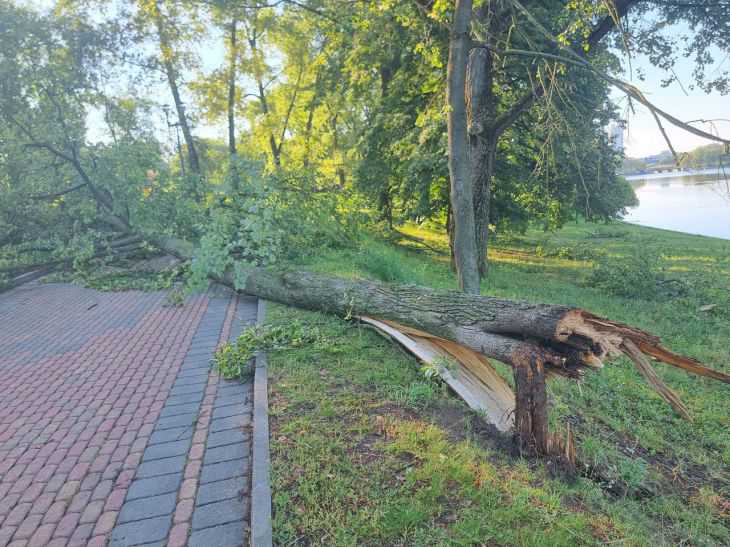 Желтый уровень опасности из-за сильного ветра объявлен в Беларуси на 10 октября дерево