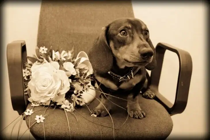 5 советов владельцам гиперактивных собак: как помочь питомцу успокоиться Собака