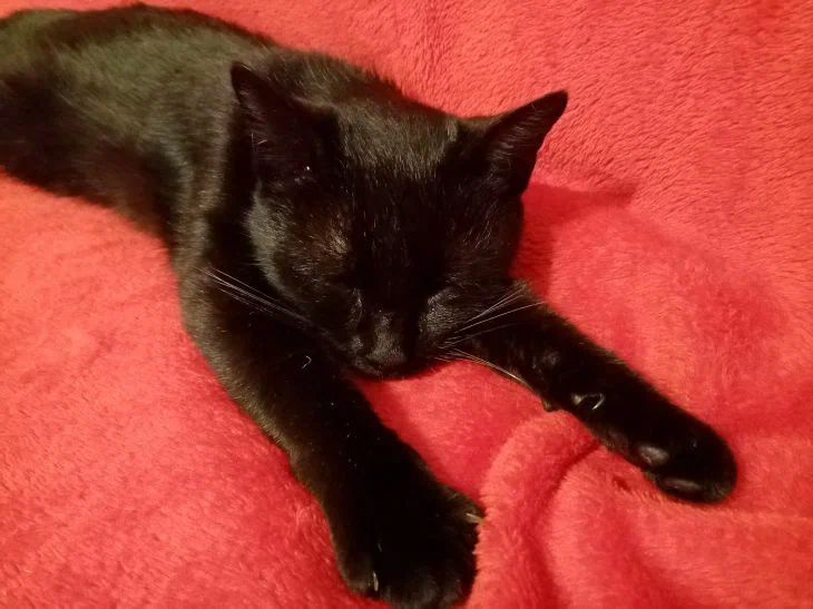 Названа самая низкорослая кошка в мире Кошка