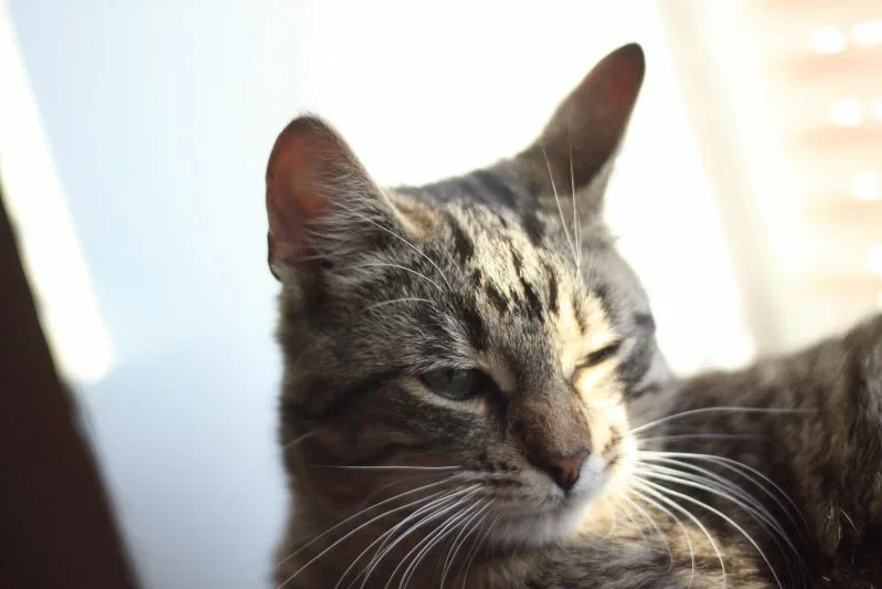 Как организовать режим питания домашней кошки: ветеринары подсказали Кот