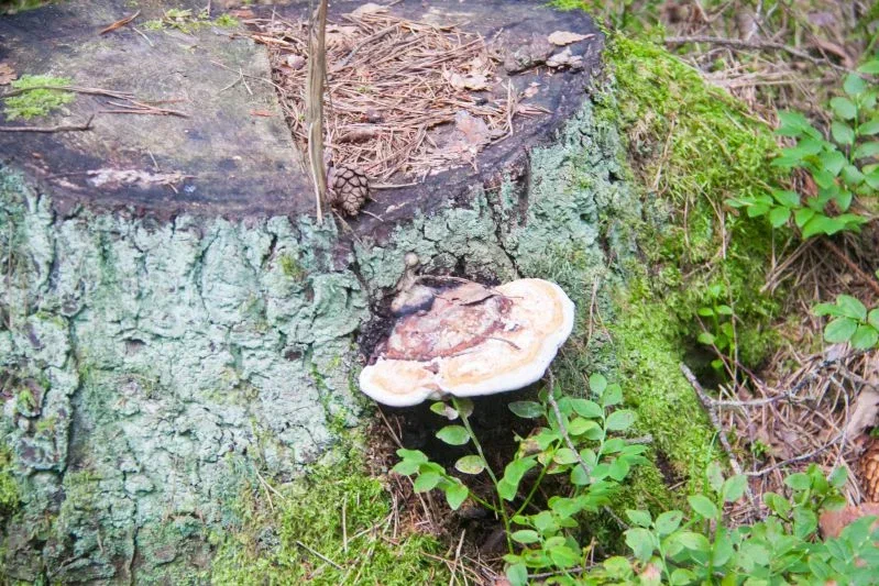 Как быстро убрать пень на дачном участке: лайфхак без усилий и затрат Пень