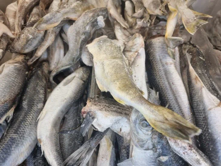 Назван самый лучший рецепт соленой скумбрии по-домашнему: стоит попробовать Рыба