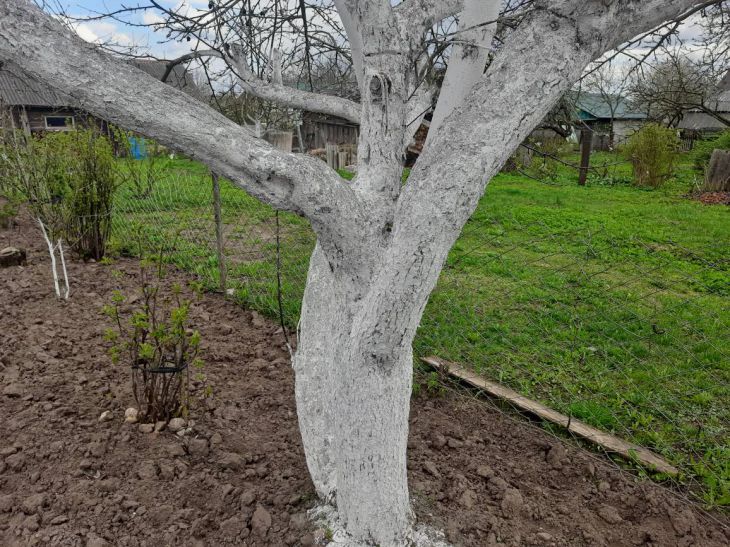 Чем лучше белить деревья осенью: секреты защиты сада от зимних невзгод дерево