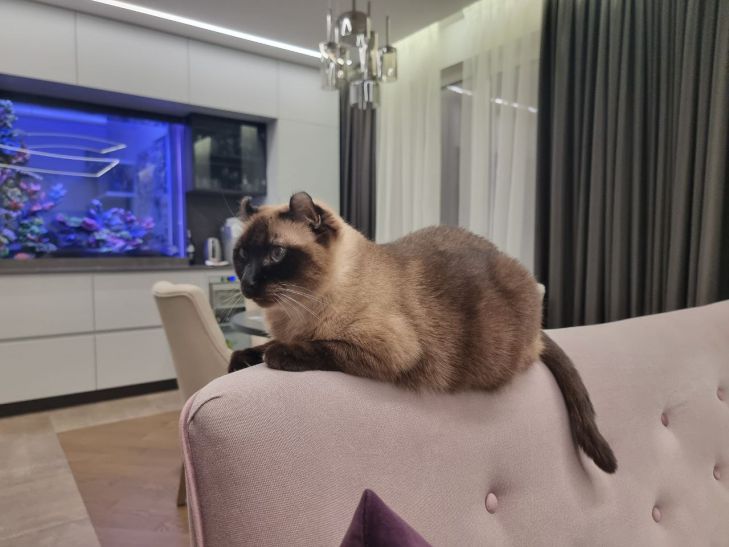 Каких людей не любят кошки: 3 типа - узнайте, не относитесь ли вы к одному из них кошка