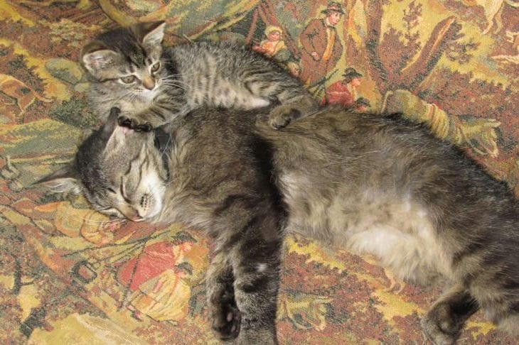 Как понять, что у кошки завелись блохи: от паразитов никто не застрахован Коты