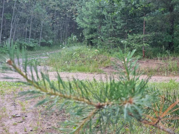 Белорусские лесхозы установили финансовый рекорд лес