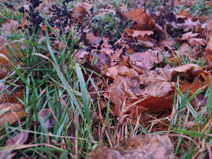 Народные приметы на 13 ноября 2024 года: обещают благоприятную зиму листья