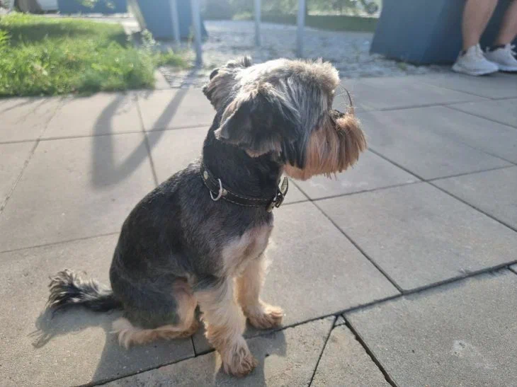 Вашему питомцу это не нужно: почему кинологи не советуют покупать поводки-рулетки Собака