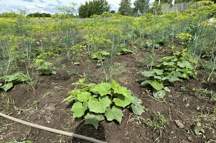 Фи максимальное