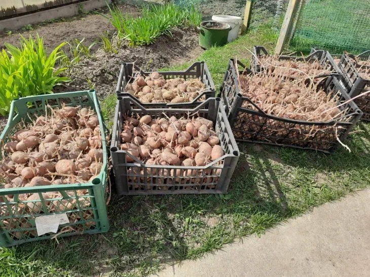 Лучший сорт картофеля для дачи: картофель 'Богатырь' - обзор и характеристики