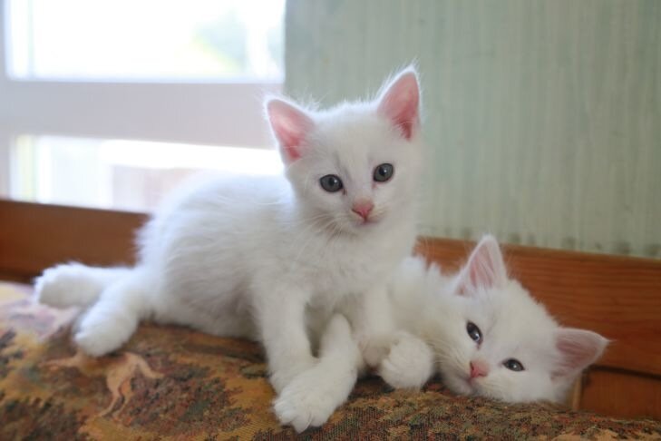 Как понять, что кошка стареет: названы основные признаки Коты