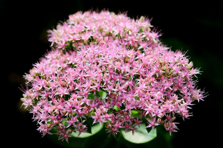 Дачникам назвали красивое и неприхотливое растение для украшения сада: когда высаживать Амарант