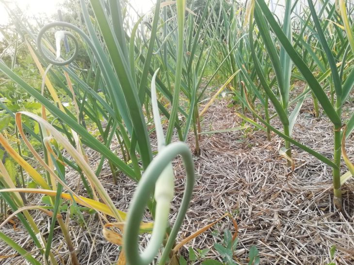 Зачем сажать чеснок рядом с клубникой: достигается очень интересный результат чеснок