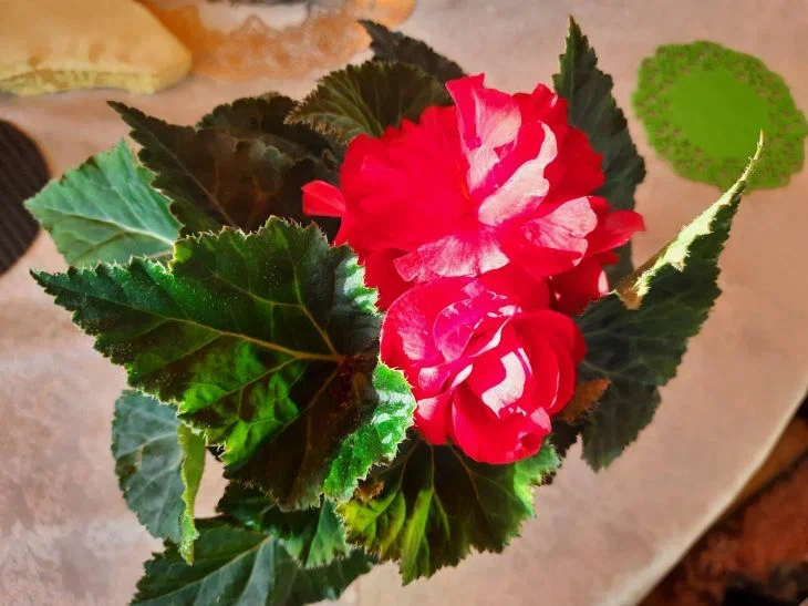 Когда подаренный цветок может погубить уже имеющиеся растения: всего одна ошибка заставляет цветоводов плакать Цветок