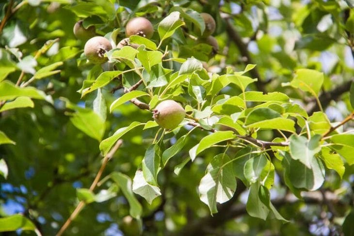 5 самых надежных сортов груш: дадут богатый урожай абсолютно в любой сезон Груша