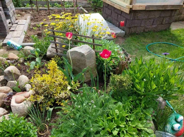 Почему не стоит украшать свои клумбы дельфиниумом: веская причина Клумба