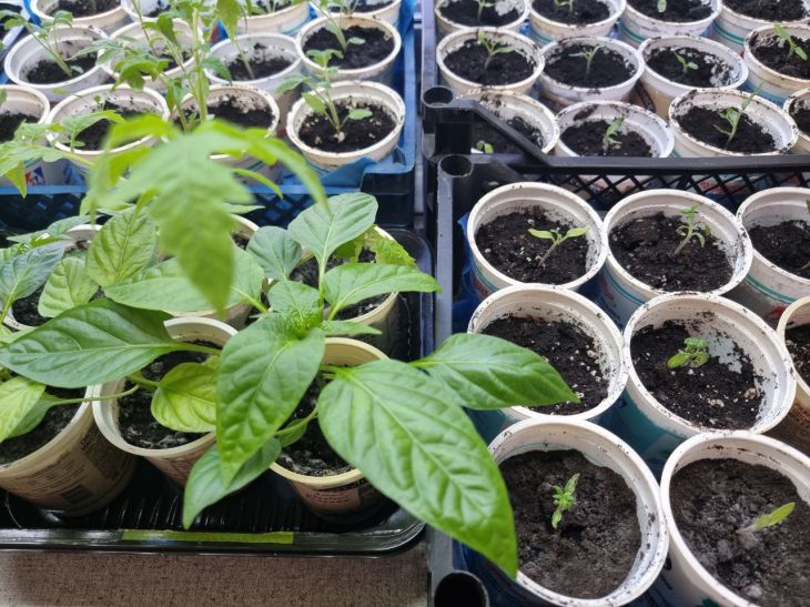 Зачем поливать рассаду «рисовой» водой: эффект приятно удивит вас рассада