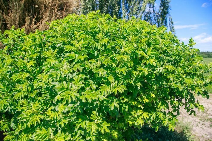 Какие растения посадить для создания живой изгороди: 3 варианта кроме туи Кустарник