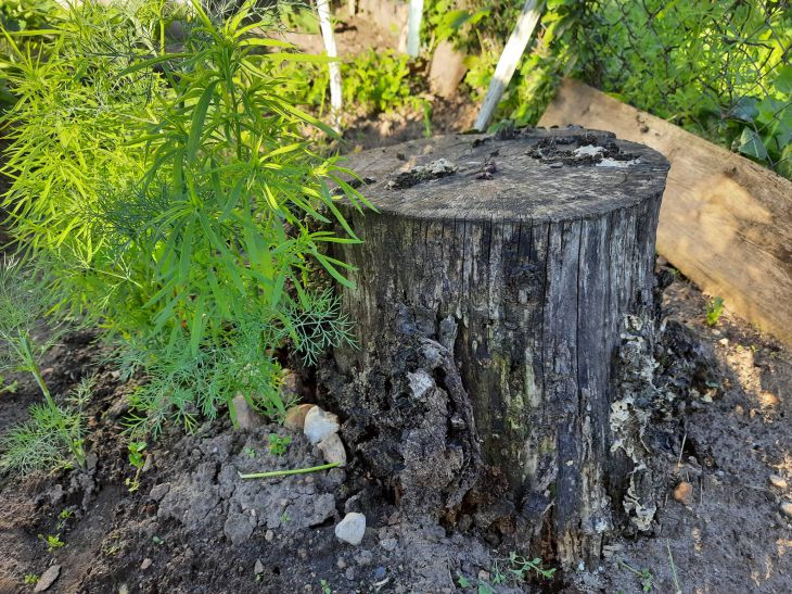 Справятся даже женщины: как убрать пень на участке, не выкорчевывая его пень