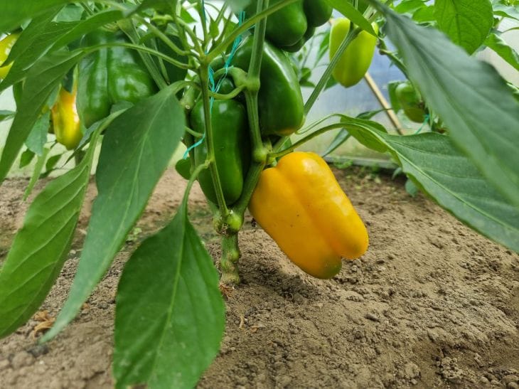 Какие огородные растения не любят золу: запомните на всю жизнь перец