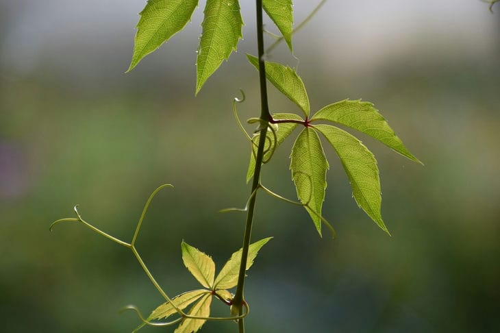 Как посадить девичий виноград на участке: без этих правил ничего не получится Растение