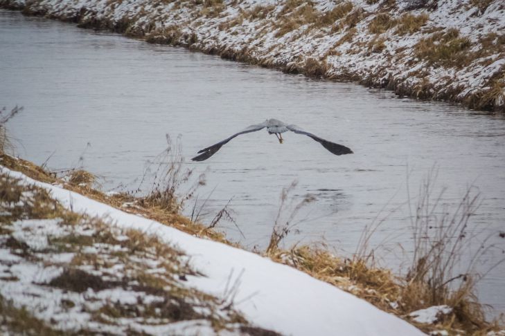 Удивительная температура. Белгидромет назвал самый теплый в истории Беларуси январь птица